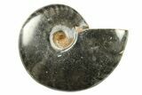 Black Polished Ammonite Fossils - 1 1/2 to 2" Size - Photo 4